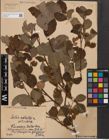 Foto von Salix aurita L. x Salix silesiaca Willd.